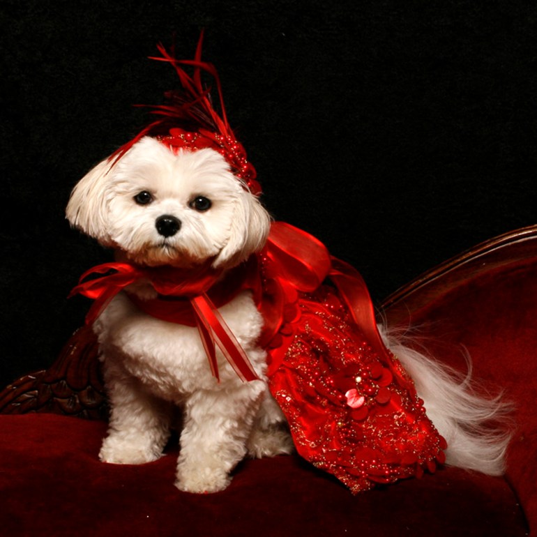 Bella Mia is wearing Linda Higgins (Photo by Richie Schwartz)