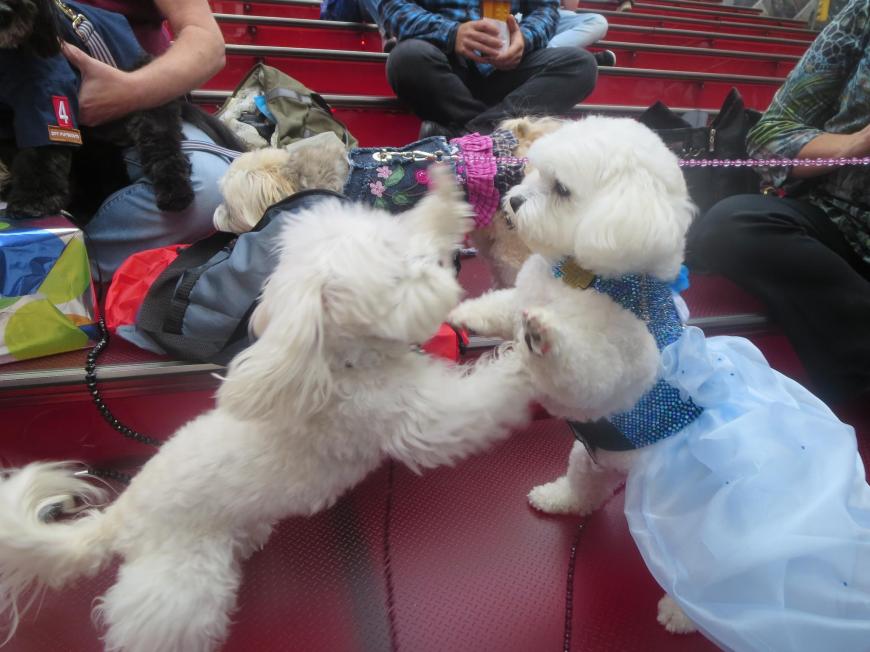 Bella Mia Twerks in Times Square 