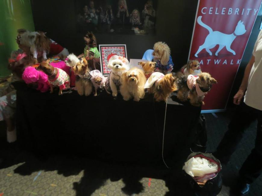 Bella Mia at Celebrity Catwalk's PJ's & Paws event