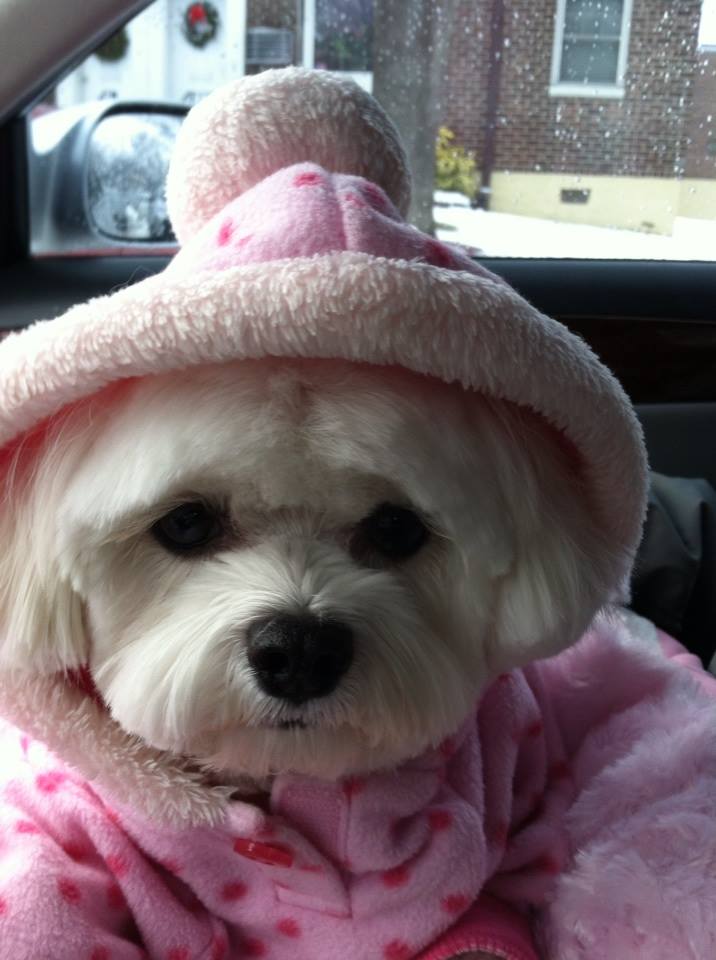 1545123_1431222307112346_85884849_n