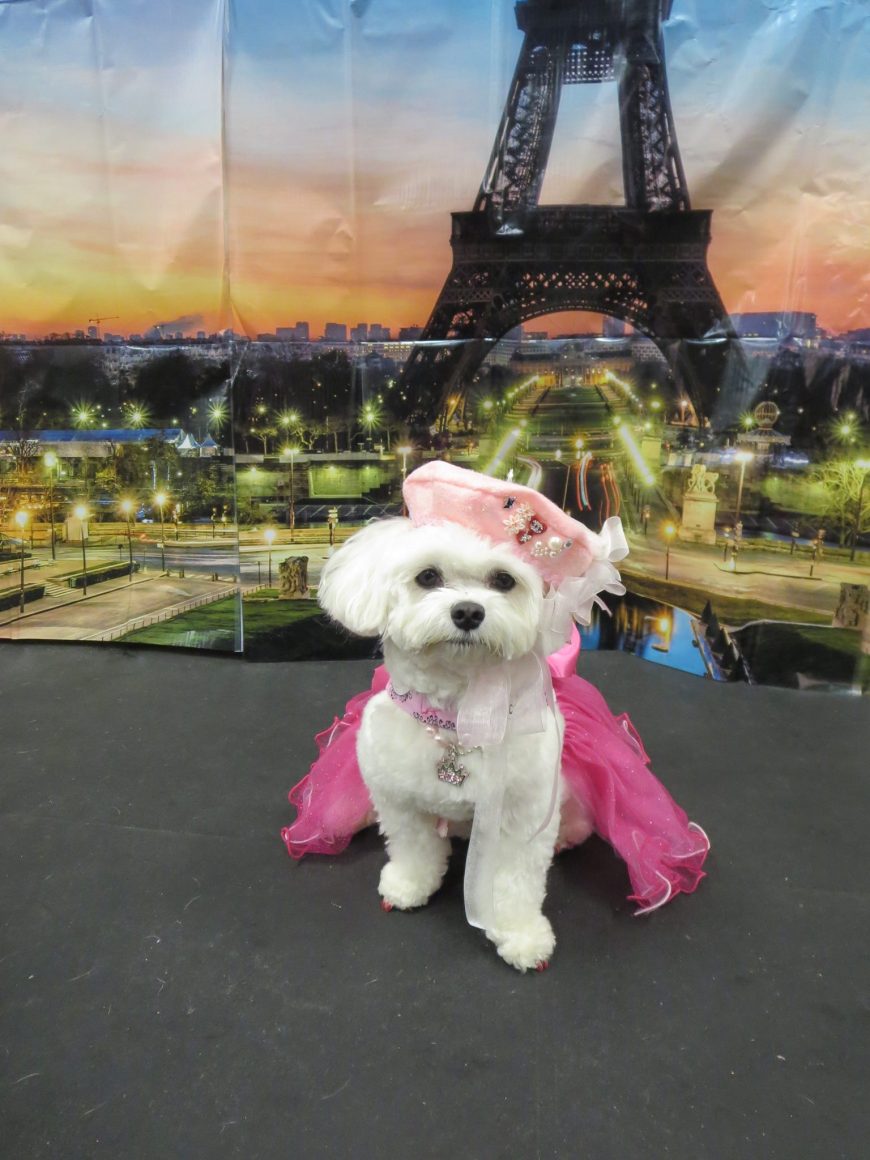 1559559_1432152887019288_1120405619_o