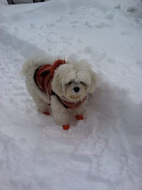 528333_1429220060645904_173075149_n