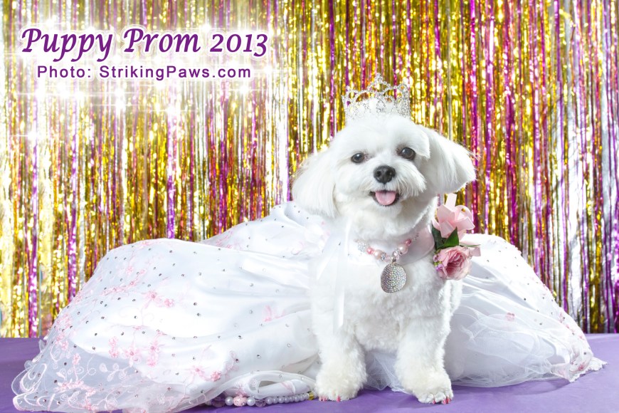 Bella Mia at the Puppy Prom - Photo by Sophie Gamand