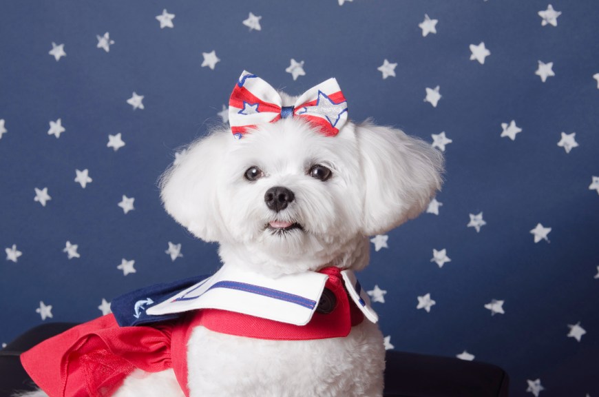 BellaAmerican28-2-13