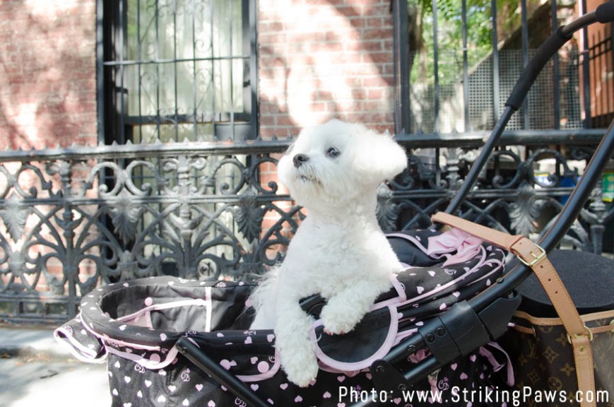 BellaMiainhercarrige2