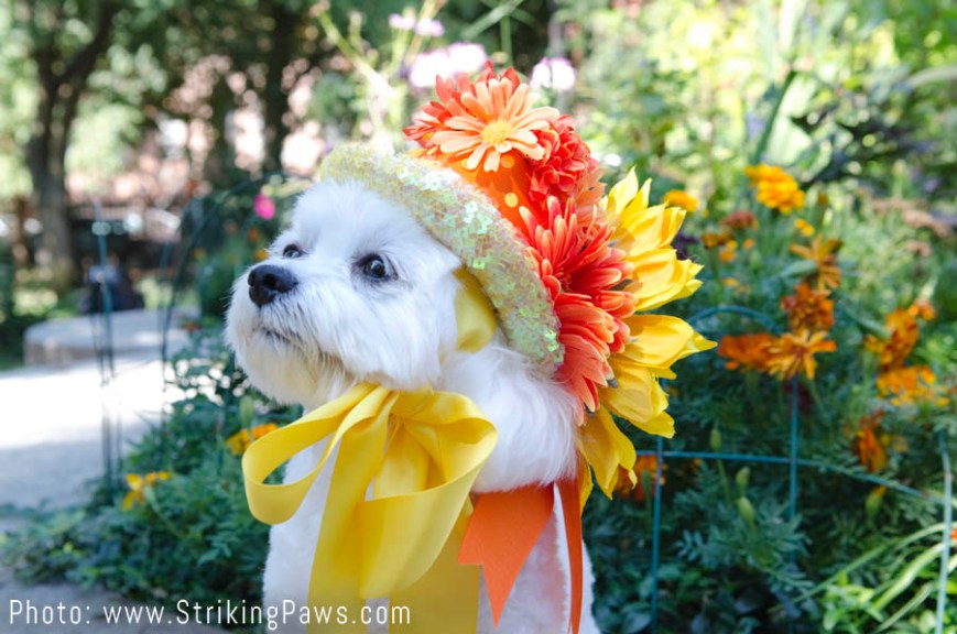 BellaMiaThanksgivingHat3