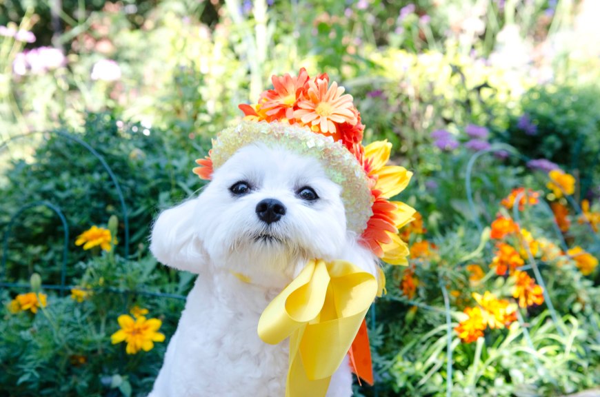 BellaMiaThanksgivingHatYvetteRutta1