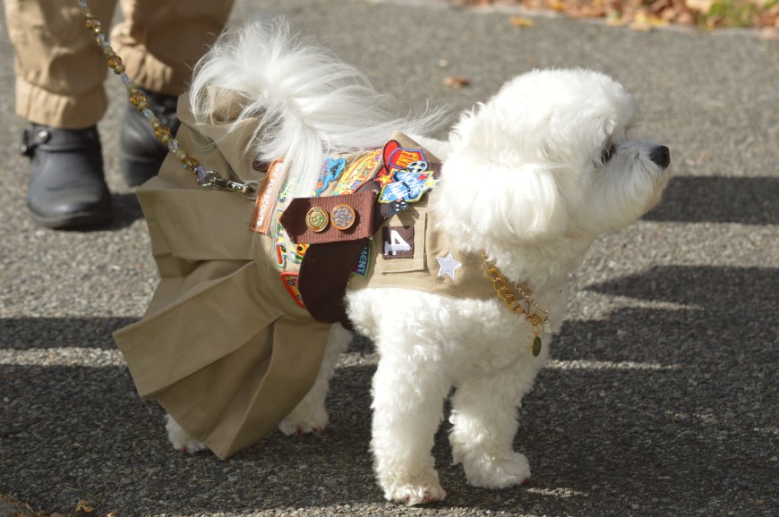 Bella Mis as a Pupscout