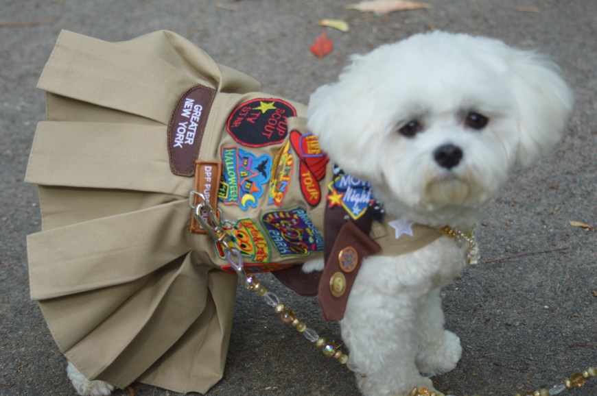 Bella Mis as a Pupscout
