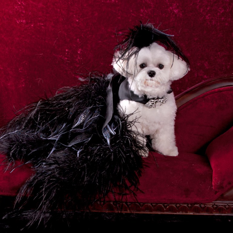 Bella Mia is wearing Linda Higgins (Photo by Richie Schwartz)