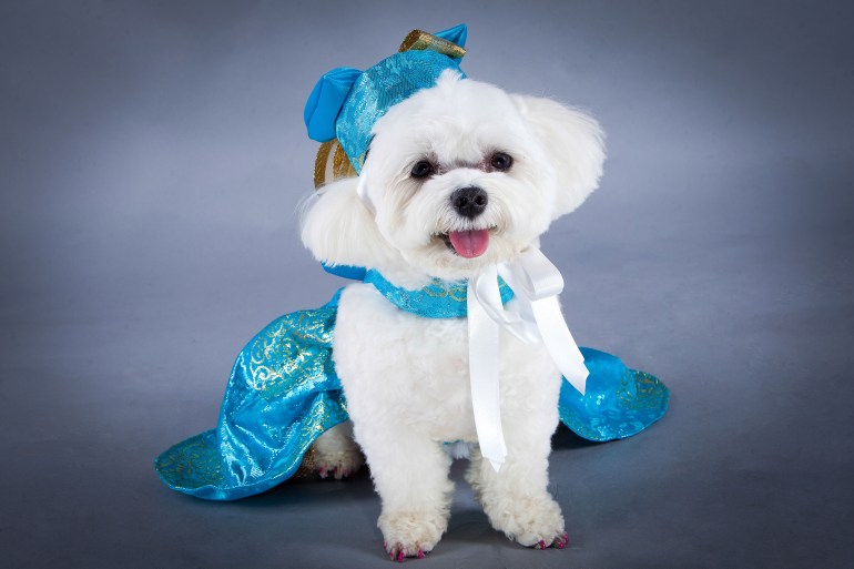 Dress by La Maison Vienna Couture Canine - Photo by Yoni Levy 