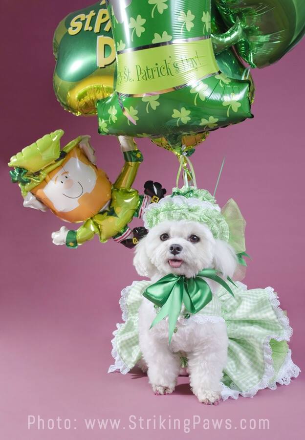 1098476_1455780617989848_205024824_n