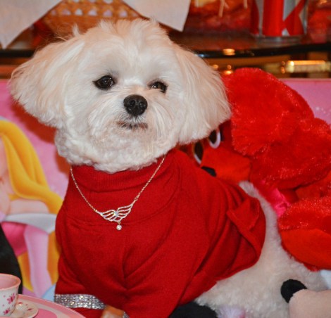 Bella Mia Celebrates Valentines Day 