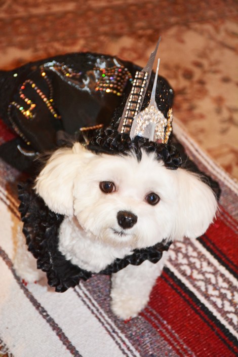 Bella Mia in New York Skyline Dress by Anthony Rubio Designs