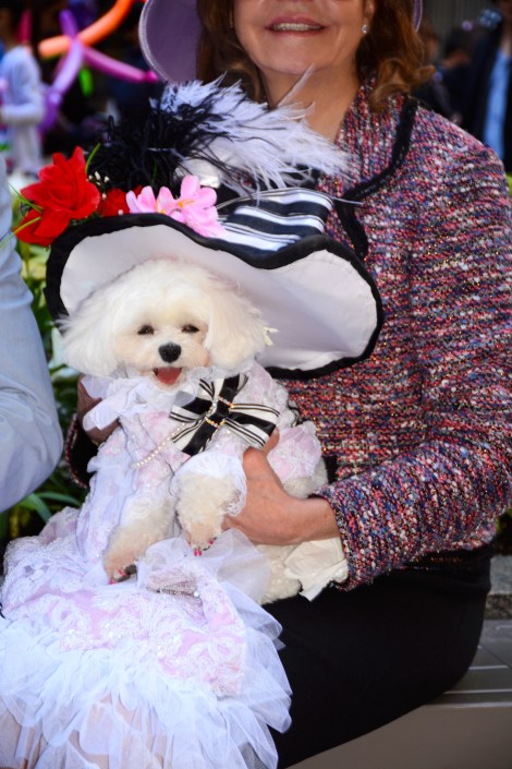 Anthony Rubio Deigns Pet Fashion New York Easter Parade 2014 5th Ave Bella Mia DSC_2339new