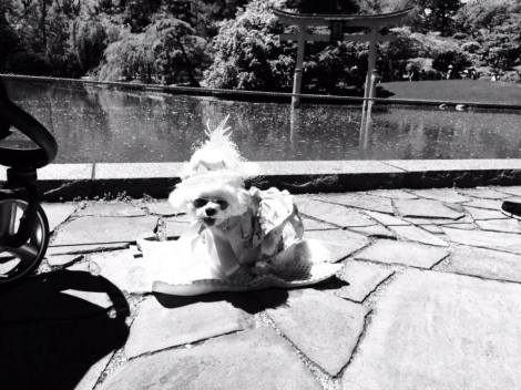 The Japanese Hill-and-Pond Garden is one of the oldest and most visited Japanese-inspired gardens outside Japan. It is a blend of the ancient hill-and-pond style and the more recent stroll-garden style, in which various landscape features are gradually revealed along winding paths