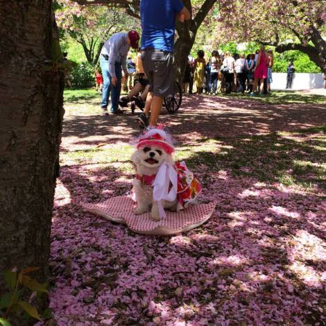 Hundreds of cherry trees bloom at different times during a spectacular five-week display