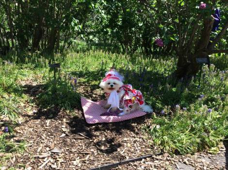 Bella Mia take a rest and sits among the Virginia Bluebells 
