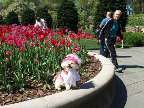 The tulips planted in the Annual Bed have begun to open and create a gorgeous color display in the Lily Pool Terrace ~ Bella Mia greets the visitors as they enter