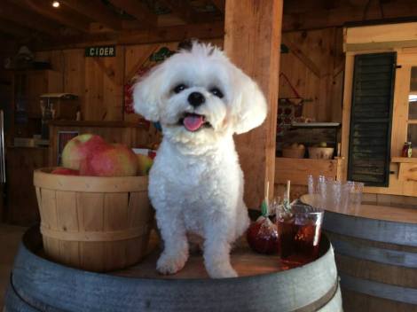 Mommy said I was too young for the Cider Tasting so she gave me a jelly apple instead ~ Hugs from Bella Mia — at Woodside Orchards Hard Cider