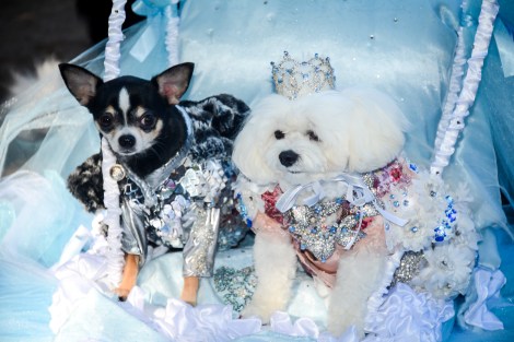 Bella Mia and her BFF Bogie Rubio